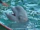 Adler dolphinarium (Russia)